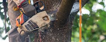 Trusted Zanesville, OH  Tree Services Experts