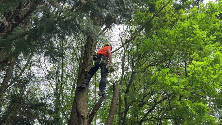 Why Choose Our Tree Removal Services in Zanesville, OH?