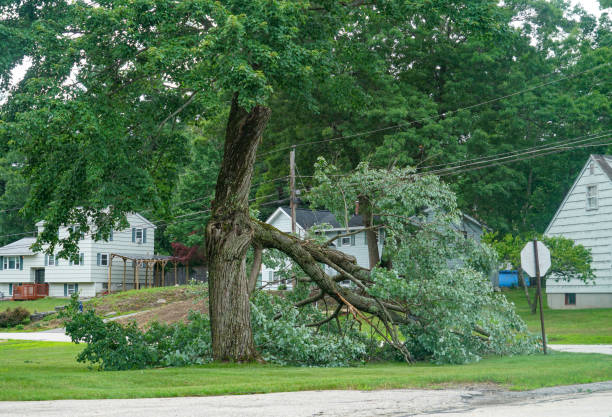 Best Leaf Removal  in Zanesville, OH