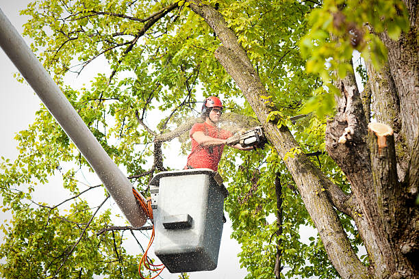 Best Emergency Tree Removal  in Zanesville, OH